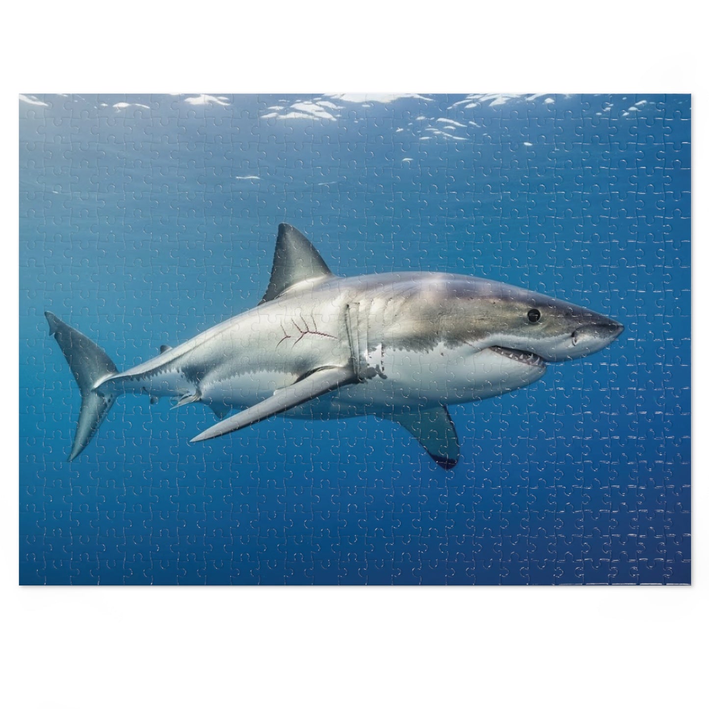Great White Shark Jigsaw Puzzle — 500-Piece Ocean Puzzle with Tin Gift Box