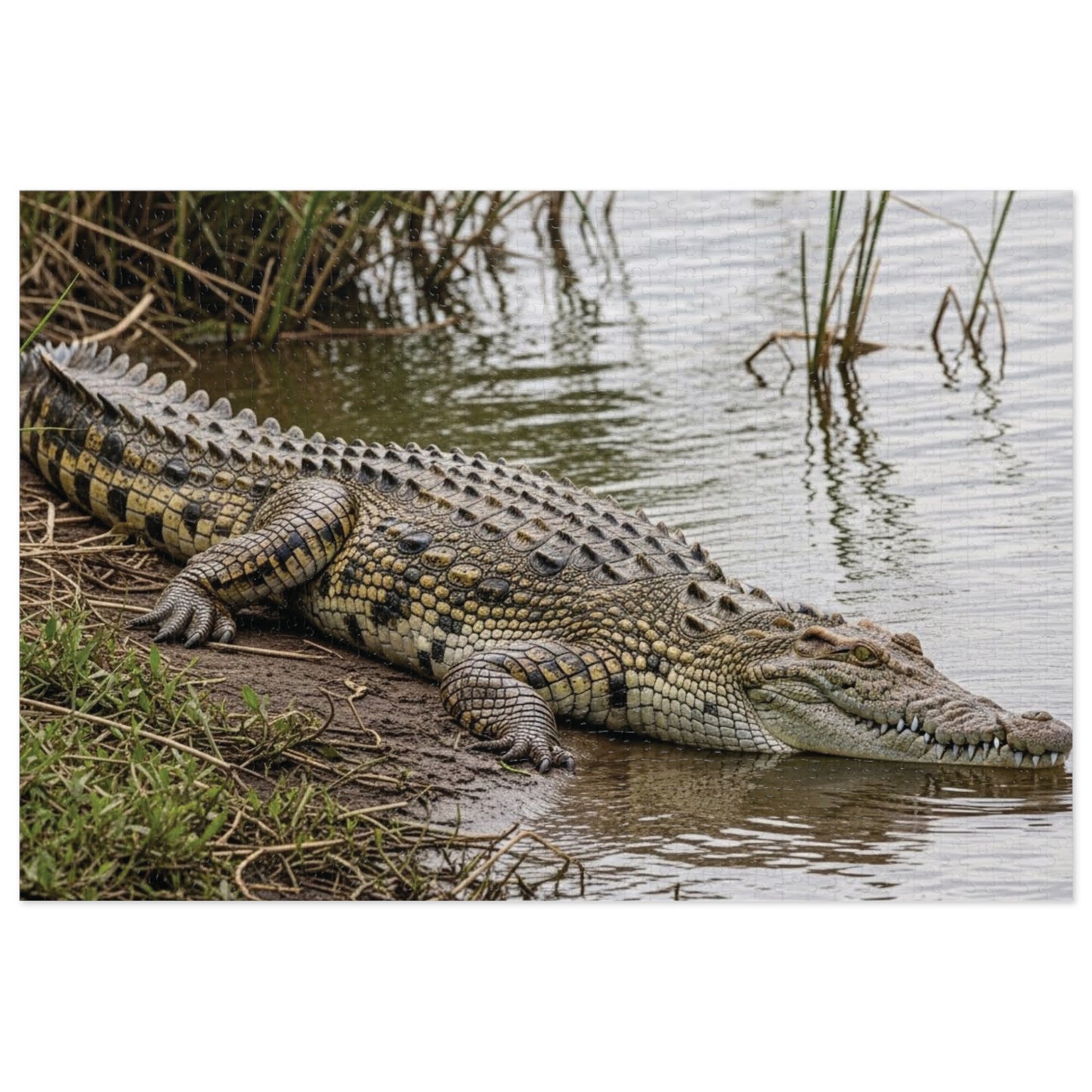 Crocodile Wildlife Jigsaw Puzzle