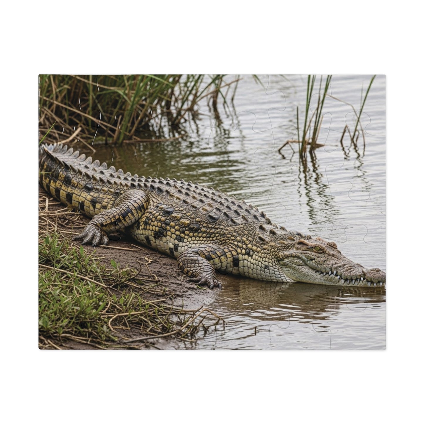 Crocodile Wildlife Jigsaw Puzzle