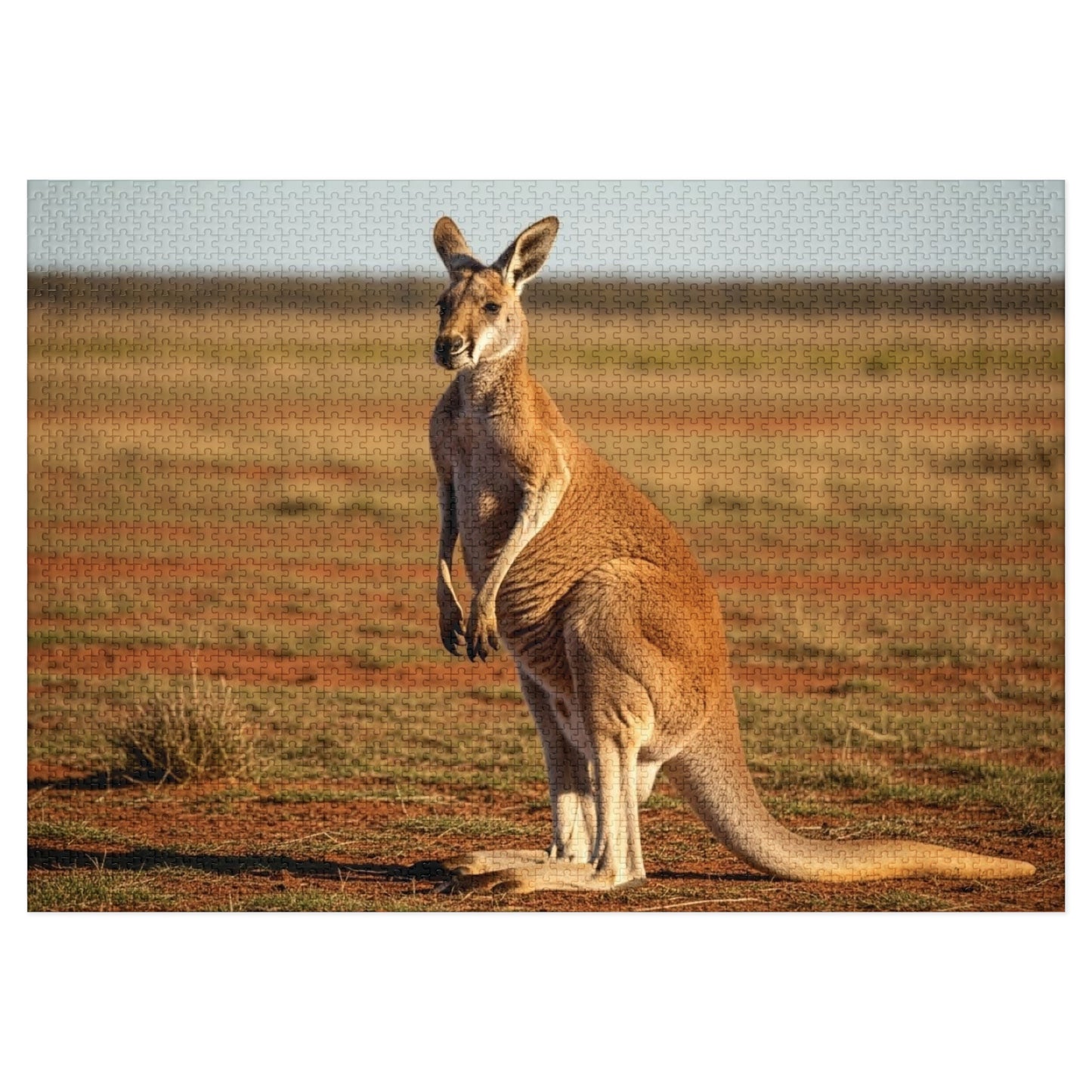 Kangaroo Jigsaw Puzzle