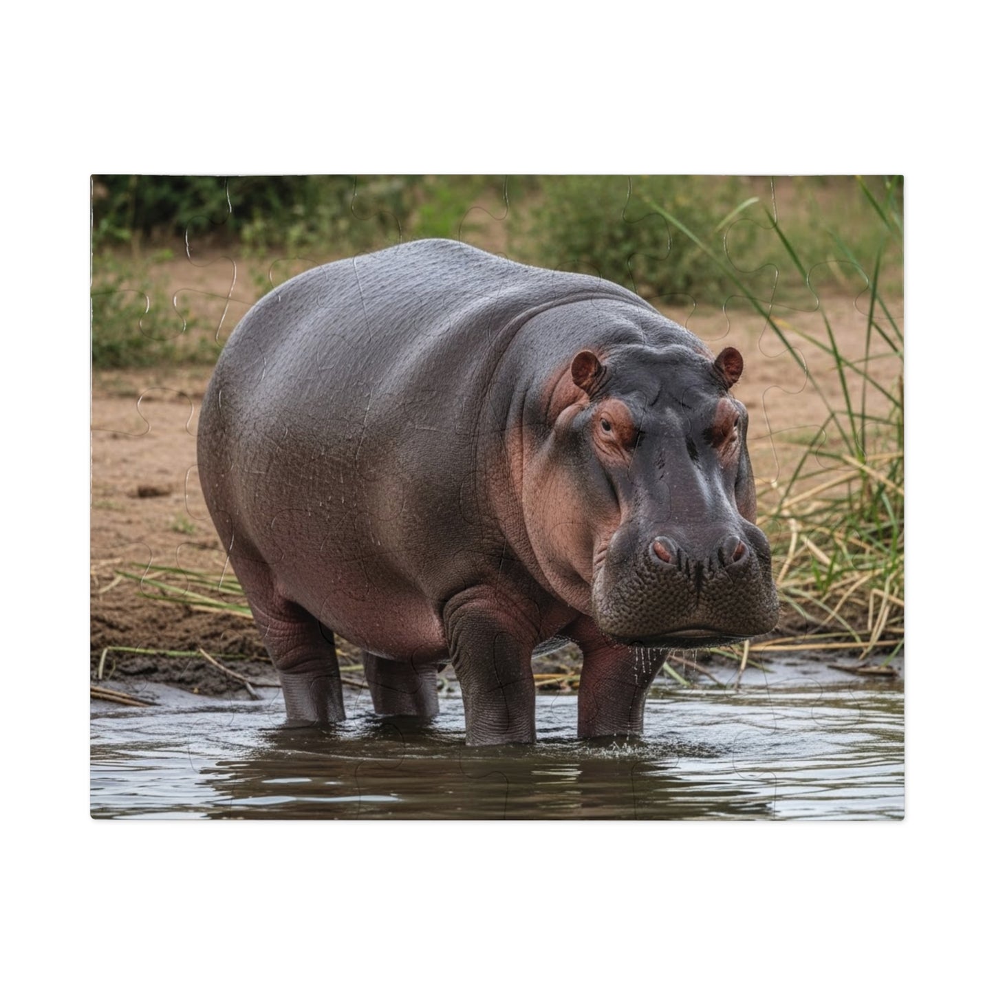 Hippopotamus Jigsaw Puzzle
