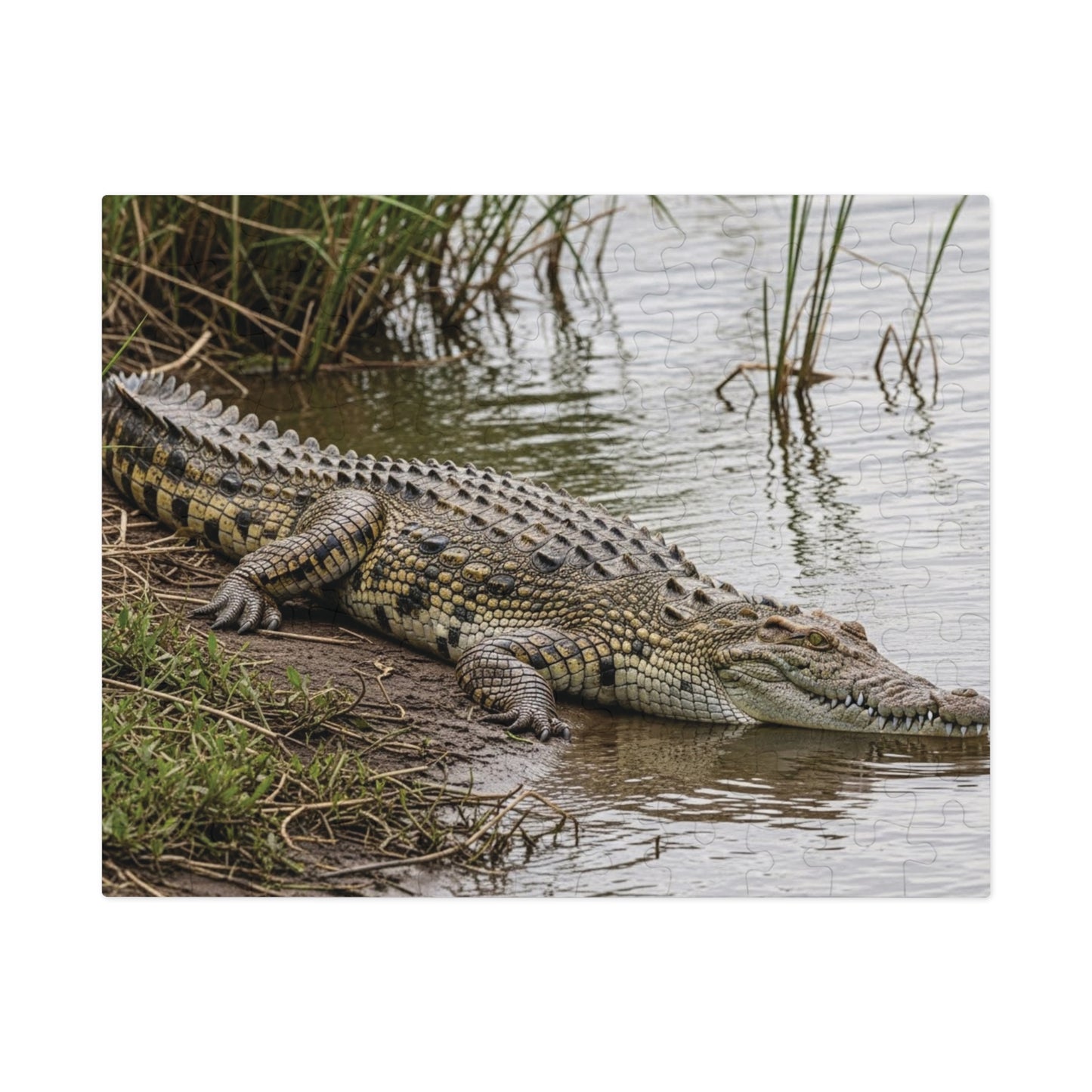Crocodile Wildlife Jigsaw Puzzle