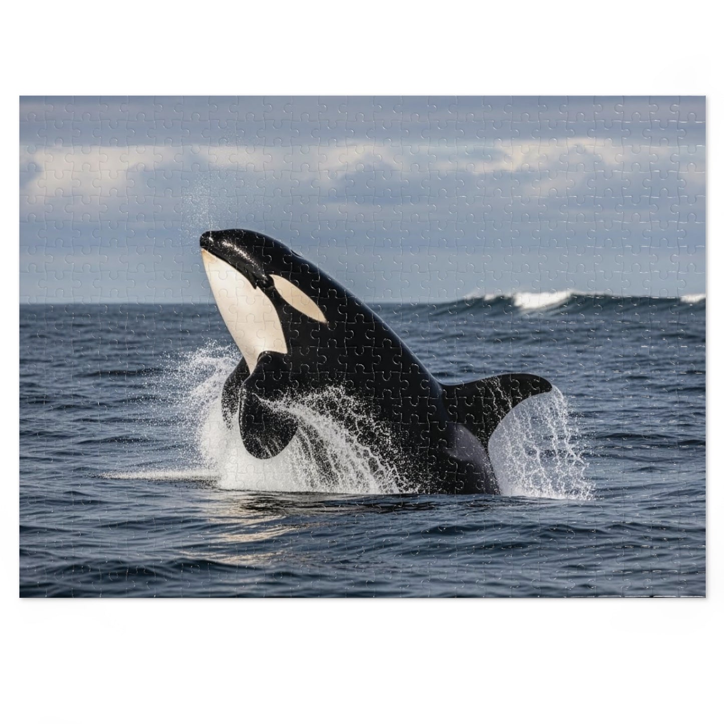 Orca Whale Jigsaw Puzzle — 500-Piece Ocean Puzzle with Tin Gift Box