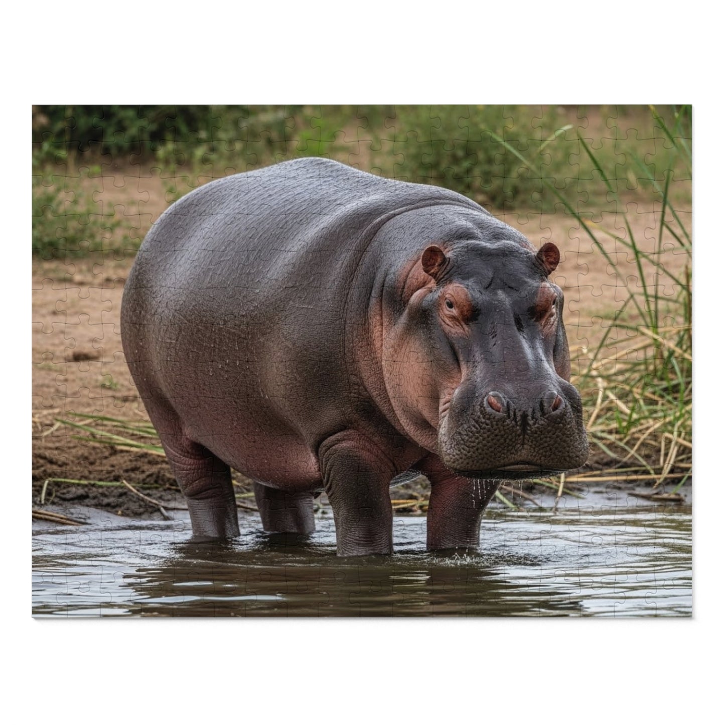 Hippopotamus Jigsaw Puzzle
