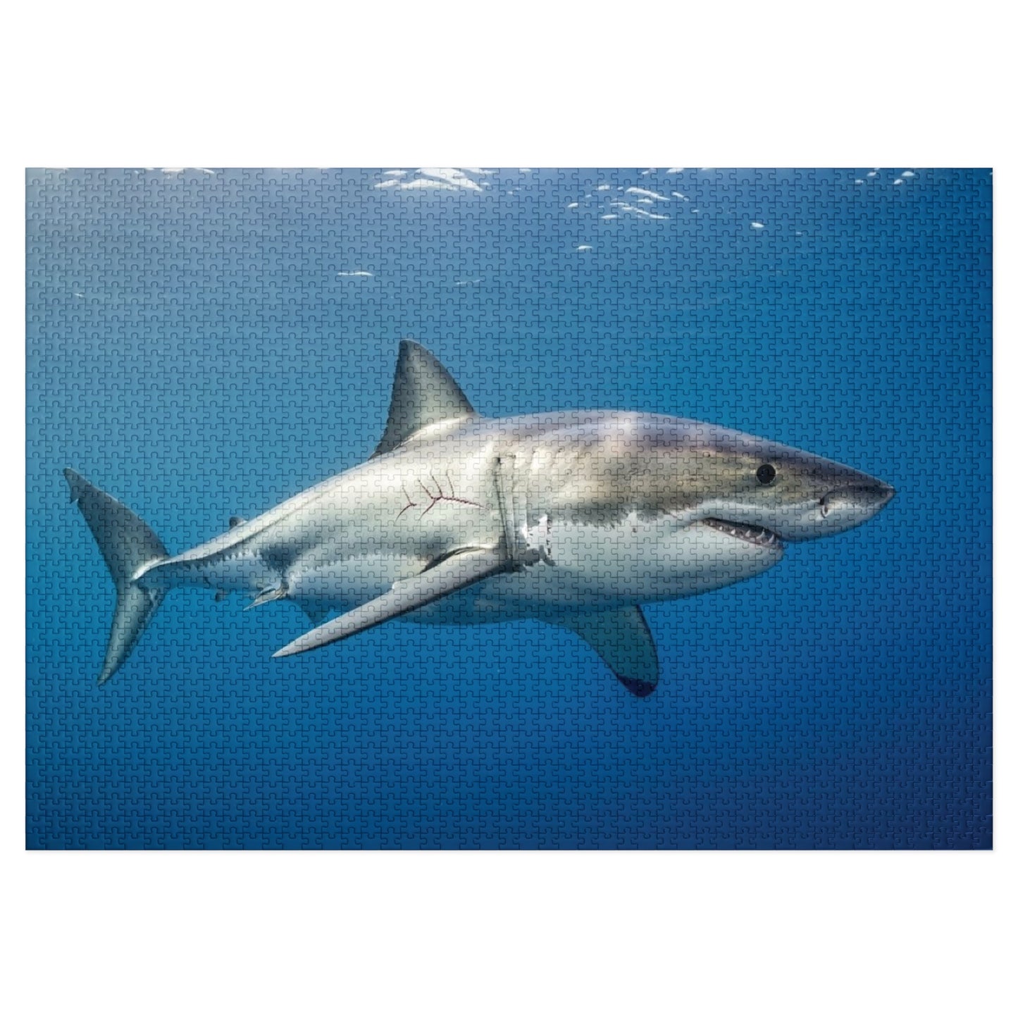 Great White Shark Jigsaw Puzzle — 500-Piece Ocean Puzzle with Tin Gift Box