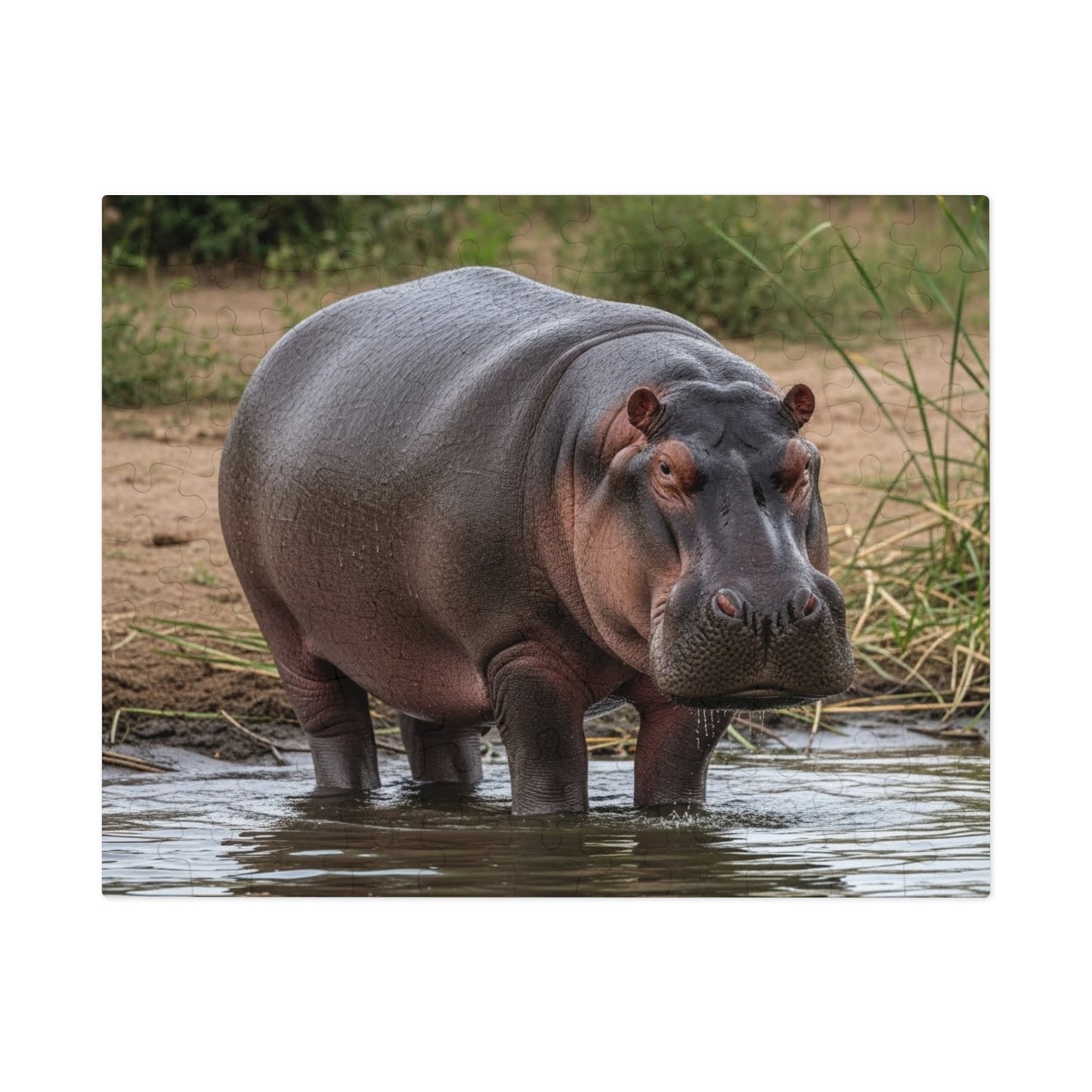 Hippopotamus Jigsaw Puzzle