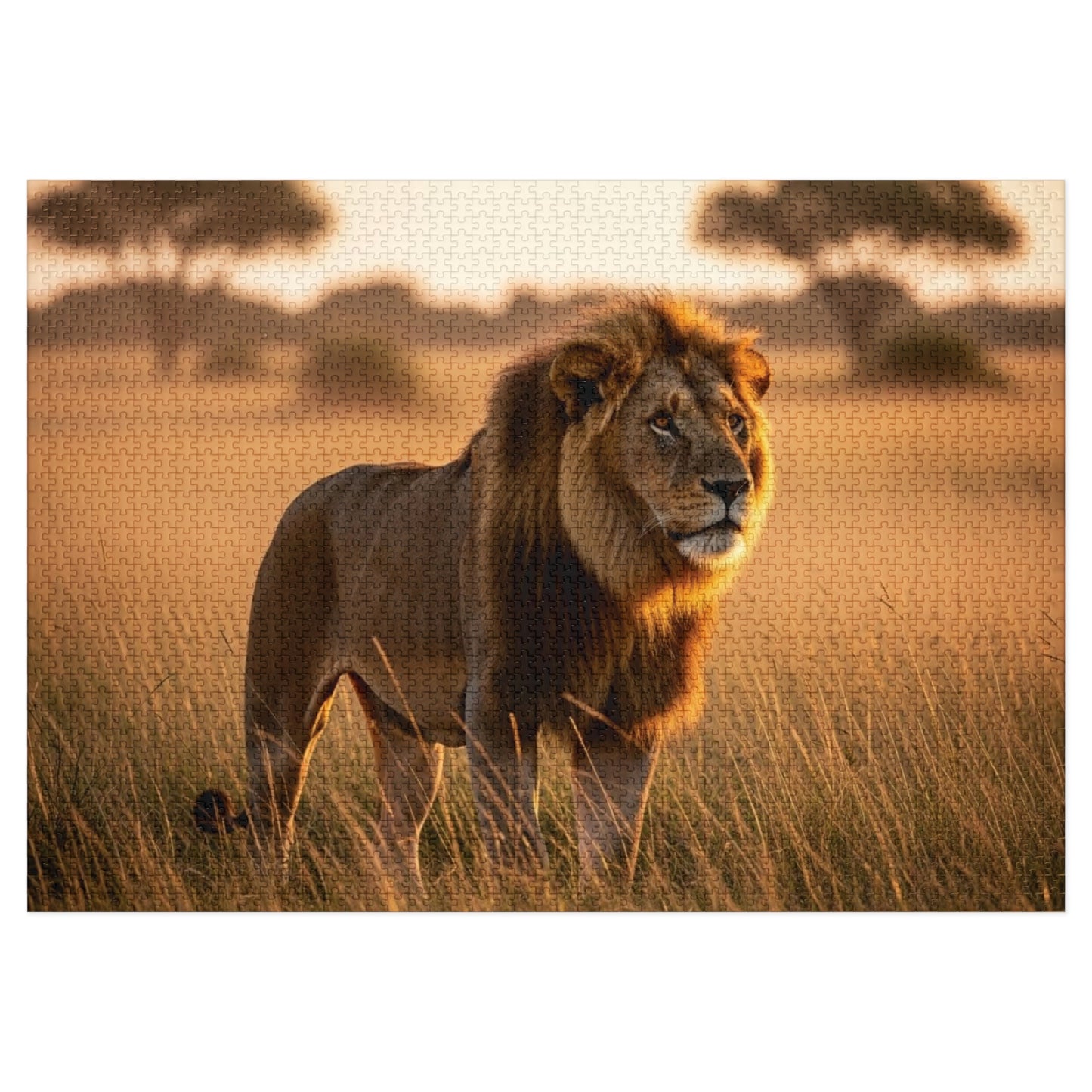 Lion in Golden Savanna Jigsaw Puzzle (with Tin)