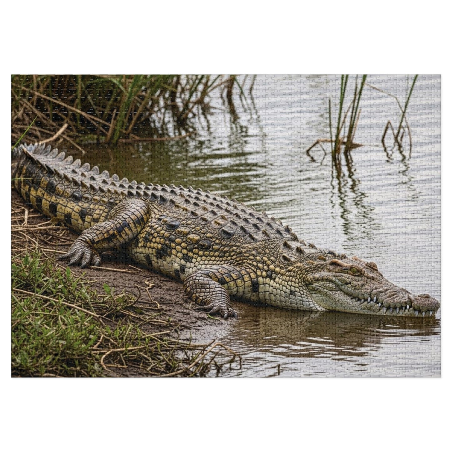 Crocodile Wildlife Jigsaw Puzzle